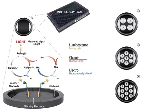 Electrochemiluminescence Technology